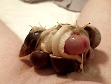 Giant Snails Swarm My Genitals And Make Me Cum