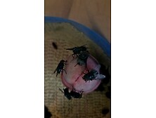 Flies from my previous maggots