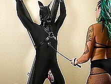 Puppy Slave In Chastity Gets Cock And Balls Tortured By Femdom Mistress