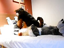 Murrsuit Wild Sex - Pilot Video - Maho & Xytan