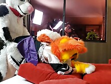 Furry sex creampie