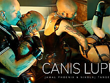 Canis Lupus