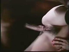 Vintage - Kitten Watches A Butt Fucking