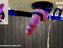 I Leashed His Cock to my Millking Table! Edged Till He Could Not Take it Anymore!!(Custom vid order)