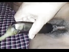 Desi indian aunty hairy pussy fingring alone at home