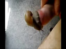 Homem Gozando Com Caracol Preso No Seu Pau