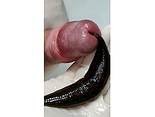 Big fat leech bites on urethra and bloddy cum