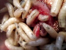 Superworms Create Hole Then Maggots Deepen 4