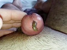 Worm Video 203