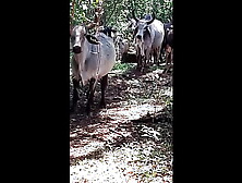 bloguerinha caipira sem calcinha deu a bocetinha pro cazeirro casado