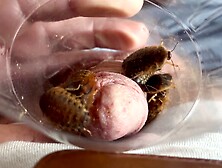 First Dubai Cockroach Experience