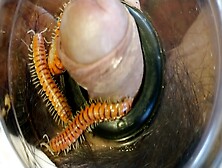 Millipede