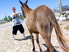 Donkeys & Brazilian Chicks