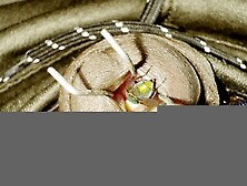 Fly laying eggs in my urethra part 3