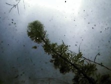 Girl Swimming Decapitated